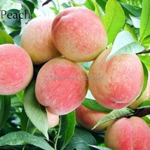 Sweet Juicy Peach Tree 2 Seeds Plant Organic Fruits E3857 Fresh Garden USA Selle - £7.83 GBP