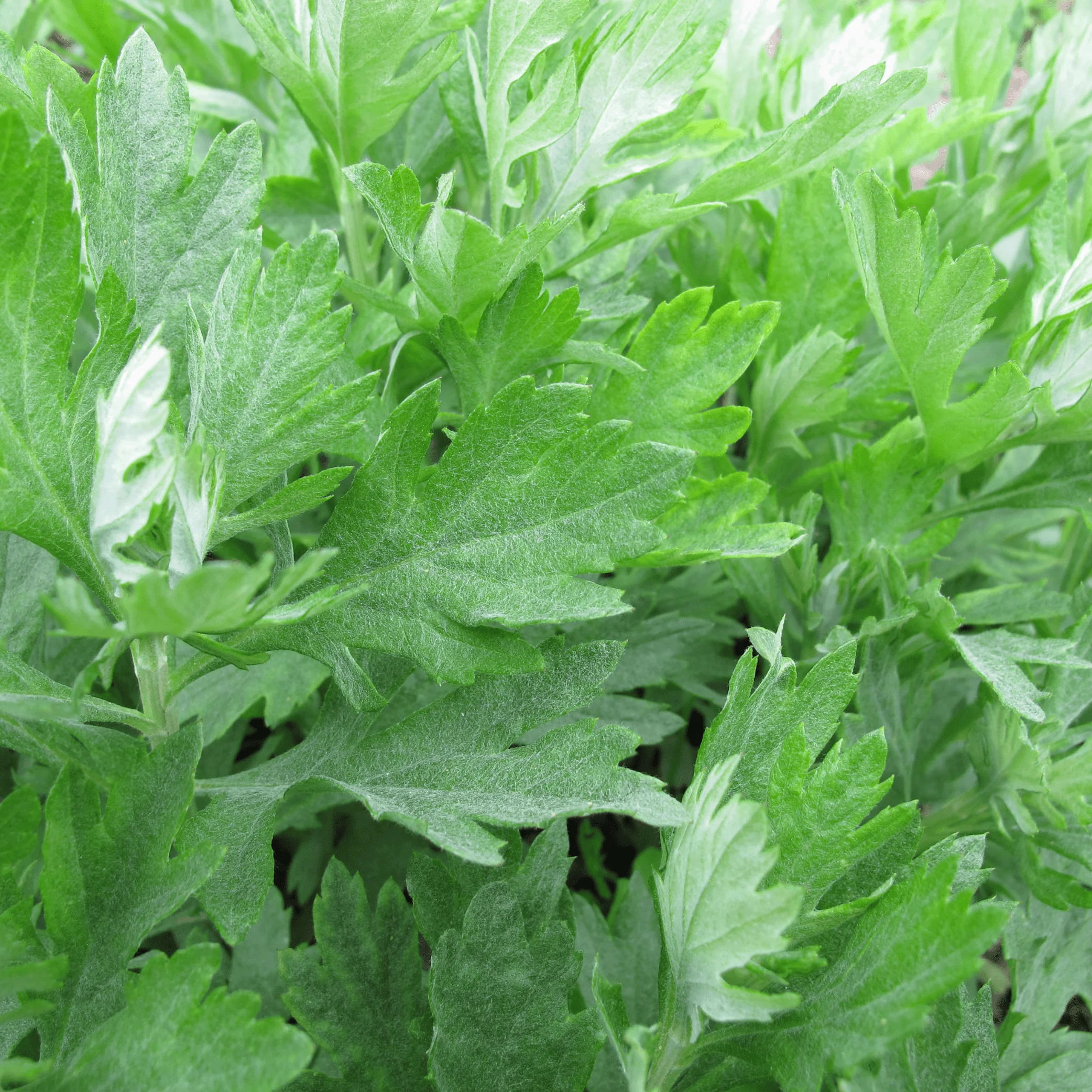 500+ Mugwort Seeds – Aromatic Medicinal &amp; Culinary Herb (Perennial) - $14.47