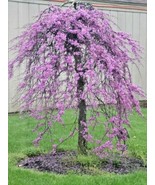 20 Weeping Covey Lavender Twist Redbud Seeeds Cersis Canadensis Fresh Seeds - $238.07 MXN