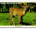 Generic Greetings Baby Deer Fawn Indian River Michigan MI Chrome Postcar... - $2.92