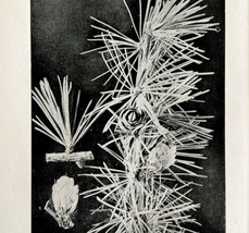 1917 American Larch Fruit Trees Lithograph Print Antique Nature Ephemera 8 x 5&quot; - £15.97 GBP