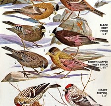 Finches And Redpolls Varieties And Types 1966 Color Bird Art Print Natur... - €17,52 EUR