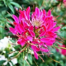 Cleome Cherry Queen Spider Plant Attracts Butterflies Bees + 200 Seeds - £7.02 GBP