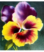 Happy Birthday Greeting Postcard 1910 Pansies Flowers Purple Yellow PCBG3D - €17,46 EUR