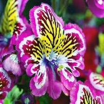 Schizanthus Angel Wings , ORCHID-LIKE, Mass Flowering - 150 Seeds Mixed Colour - £5.58 GBP