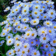 50 Erigeron Blue Beauty Perennial Seeds Drought Tolerant Flower Flea Repellant - £14.13 GBP