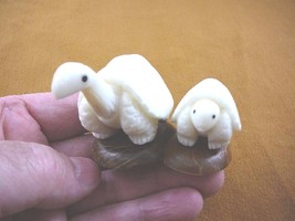 TNE-T-BOX-448-A) white Box Turtle pair Mama + Baby TAGUA NUT Figurine Vegetable - £23.74 GBP