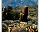 Cholla Cactus Southwestern Desert UNP Unused Chrome Postcard D21 - $1.93