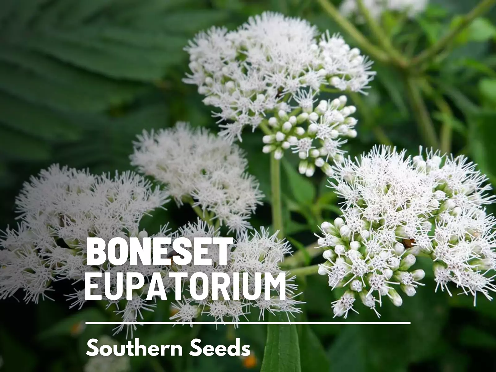 Boneset, Eupatorium - 100 Seeds, Heirloom Herb (Eupatorium perfoliatum) - $14.82