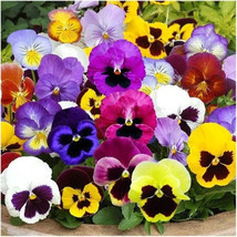 100 Pansy ‘Swiss Giants Mix’ Flower Seeds Viola Wittrockiana USA Seller Garden F - £9.73 GBP