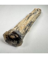 Eden Valley Petrified Wood Blue Forest Wyoming Agatized Polished Limb Cast - $79.19