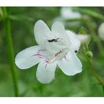 100 heirloom Foxglove Penstemon ( Beard Tongue) Wildflower Seeds     - £1.59 GBP
