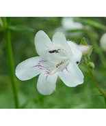 100 heirloom Foxglove Penstemon ( Beard Tongue) Wildflower Seeds     - $2.76 CAD