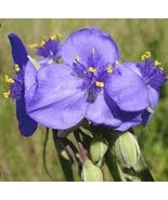 50 Heirloom Ohio Spiderwort (Tradescantia Ohiensis) perennial  Seeds  - $4.00 CAD