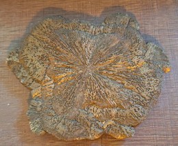 Illinois Pyrite Sun Miners Dollar Fossil Specimen - £31.46 GBP