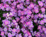Virginia Stock Flower Seeds 1000 Purple Annual Garden Fragrant Fast Ship... - $8.99