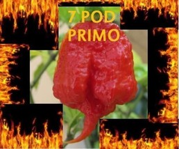 1000 Seeds Trinidad 7 Pod (7 Pot) PRIMO Rare Hottest Pepper World Record... - $98.95