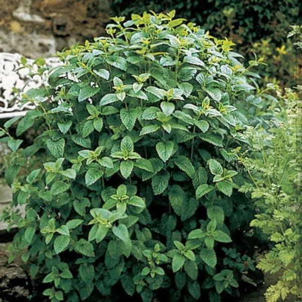 Fresh Seeds 100 Lemon Balm Herb Seeds Mint Melissa Odorata - £5.48 GBP