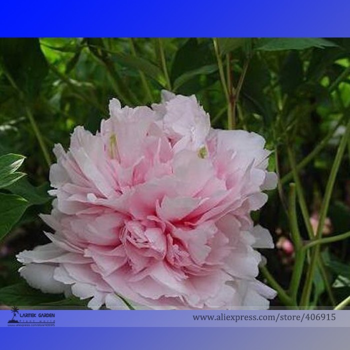 Fresh Seeds Wan Shi Sheng Se Pink Multi Petalled Peony Tree Perennial Fl... - $13.28