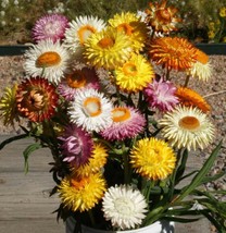 Strawflower Tall Mixed Dried Flowers Cut Flowers 36&quot; Tall 500 Seeds - £7.06 GBP