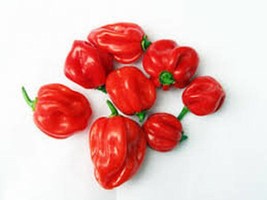 50+  Heirloom Caribbean Red Habanero Hot Pepper, 2024 Season, Organic  NON-GMO - $3.99