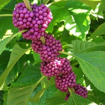 USA Seller Beautyberry Seeds Callicarpa Americana 30 Seeds Free Shipping - $24.95