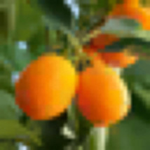 Florida only! Meiwa Kumquat 1-2 ft. tall plant (Citrus crassifolia ‘Meiwa’) - £121.92 GBP