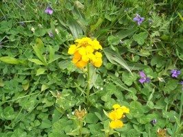 LWSTORE 100 Seeds Siberian Wallflower USPS Shipping - $8.78