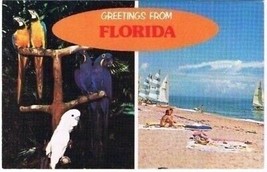 Florida Postcard Greetings From Florida Parrot Birds Sailboats Beach - £2.32 GBP