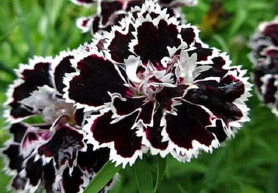Best 25 Seeds Black White Carnation Flowers Beautiful Growing Garden