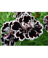 Best 25 Seeds Black White Carnation Flowers Beautiful Growing Garden - £5.42 GBP