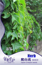 10 Packs 50 Seeds Pack Boston Ivy Seeds Parthenocissus Tricuspidata Veitchii Vin - $10.30