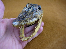 G-Def-295) 4-1/8&quot; Unusual Deformed Gator Alligator Aligator Head Teeth Taxidermy - £30.63 GBP