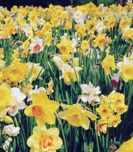 5 Or 10 Daffodills Premium Mix | Flowers Yellow, Orange And White Free Shipping - £7.90 GBP+