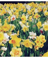 5 or 10 DAFFODILLS PREMIUM MIX | Flowers yellow, orange and white  FREE ... - $13.56 CAD+