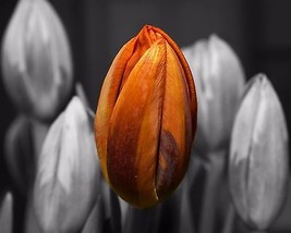 Photograph of Tulips (8X10) Color Landscape Print-Photography-Art-Pictur... - $7.95