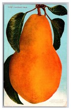 Bartlett Pear Hanging From Branch UNP DB Postcard Z5 - £1.52 GBP