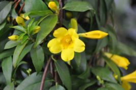 4 Live Plants Yellow Jasmine Carolina Jessamine Flowers Trailing Climbing Vines - £19.76 GBP