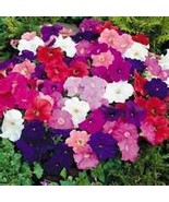 100  Heirloom Petunia Mixed Colors Seeds     - €2,11 EUR