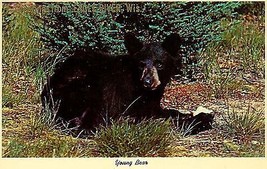 1970&#39;s Eagle River, Wisconsin, &quot;Young Bear&quot; - £2.32 GBP