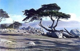 1960&#39;s Monterey Cypress, Pebble Beach, California - £4.64 GBP