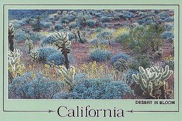 1980&#39;s California desert in bloom - Cholla or Teddybear Cactus - £2.28 GBP