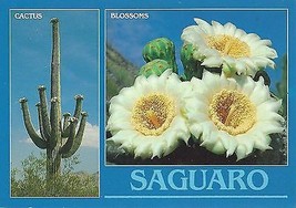 1980&#39;s &quot;The Stately Saguaros&quot; (Carnegiea gigantea) - £2.33 GBP