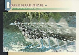 1980&#39;s Roadrunner #1 (Geococcyx Californianus) - £2.37 GBP