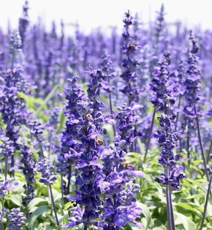 800+ HYSSOP SEEDS officinalis Perennial Hummingbird Plant &amp; Medicinal No... - $3.14