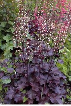 50 seeds  Palace Purple Heuchera / Coral Bells Micrantha Flower - £6.74 GBP