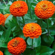 100 Lilliput Orange Zinnia Seeds Planting Fresh Seeds Gardening USA - $12.48