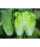 Paris Island Cos Romaine Lettuce 500, 1000, 2000, 5000 SEEDS Heirloom cr... - $1.84+