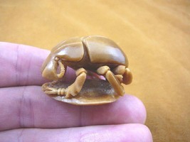 (tb-ins-8) tan Stag beetle Tagua NUT figurine Bali detailed insect carvi... - £38.59 GBP