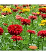 SR 200+ Zinnia Seeds . Beautiful! Vibrant ! Flowers ! Mixed! Planting ! - $5.63